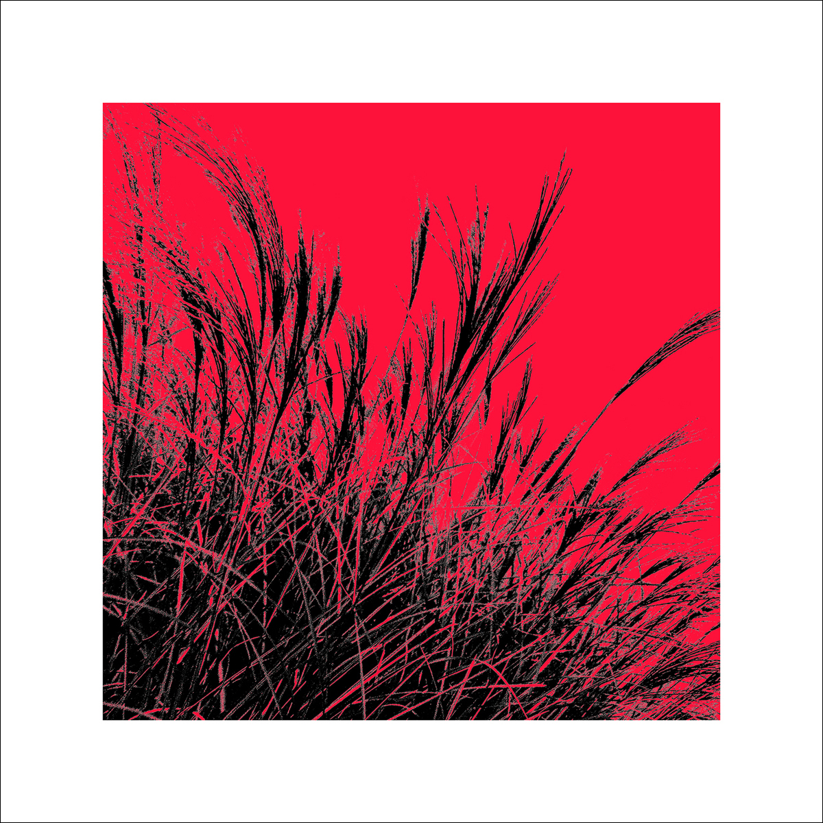 Polla D.: Grass (red), 2011 ZG