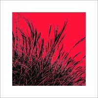 Polla, D.: Grass (red), 2011 ZG