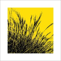 Polla, D.: Grass (yellow), 2011 ZG